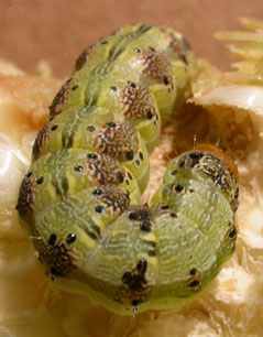 Photo A. Caterpillar pests in sweet corn: corn earworm.