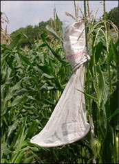Photo B. Heliothis net trap with corn earworm (CEW) lure in silking sweet corn for monitoring arrival and population of CEW.