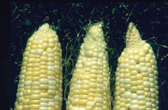 Sample of corn ears at harvest. Ear on right has cone-tip from oil application. The other two were not treated with oil