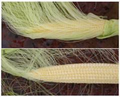 De-husked corn ears during early silk. Kernels have not been fertilized, ear is too young for oil treatment.