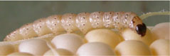 Photo F. Caterpillar pests in sweet corn: European corn borer.