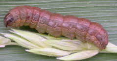Caterpillar pests in sweet corn: fall armyworm.