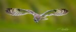 A soaring brown and white owl with their winds outstretched.