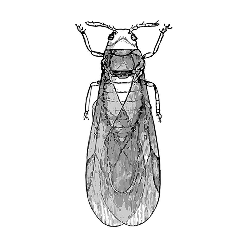 Drawing of female phylloxeran nymph with long wings and attenae. 
