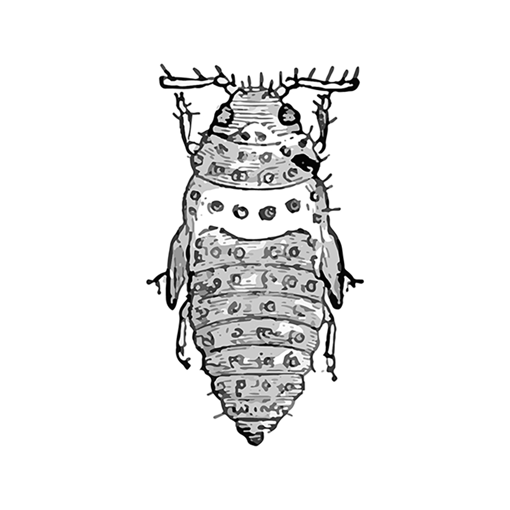 Drawing of a female phylloxeran nymph