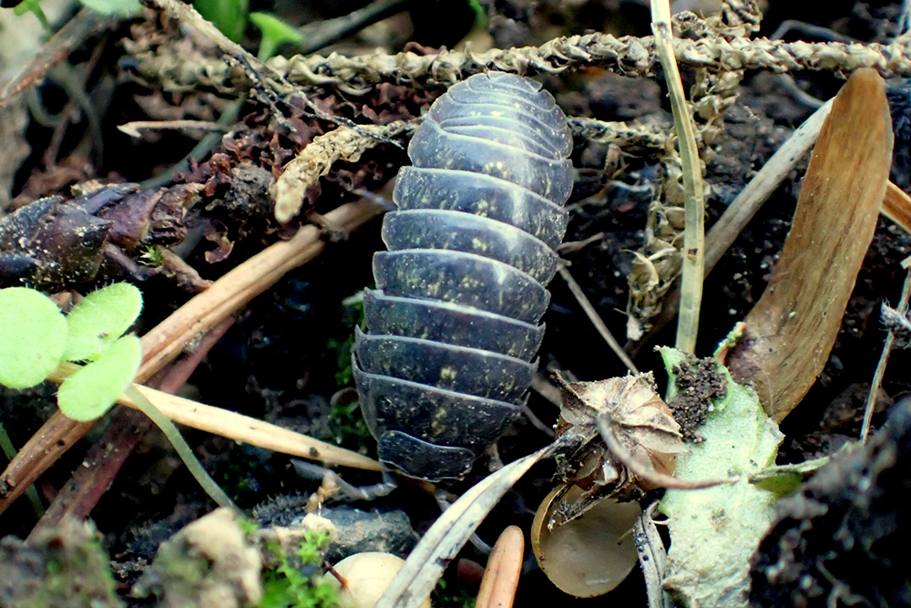 Black scaled bug in leaf litter