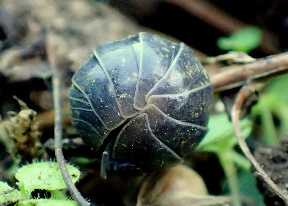 Small black pillbug curled in a defensive ball