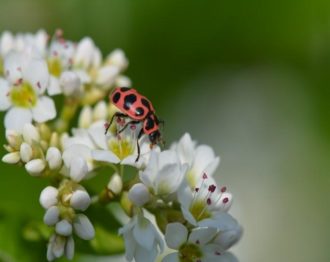Pink Spotted Lady Beetle