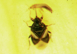 Hemiptera: Anthocoridae Pirate bug   (Orius spp.)