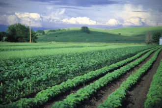 diversity, crops, intercropping, plant diversity, agriculture, jerry dewitt
