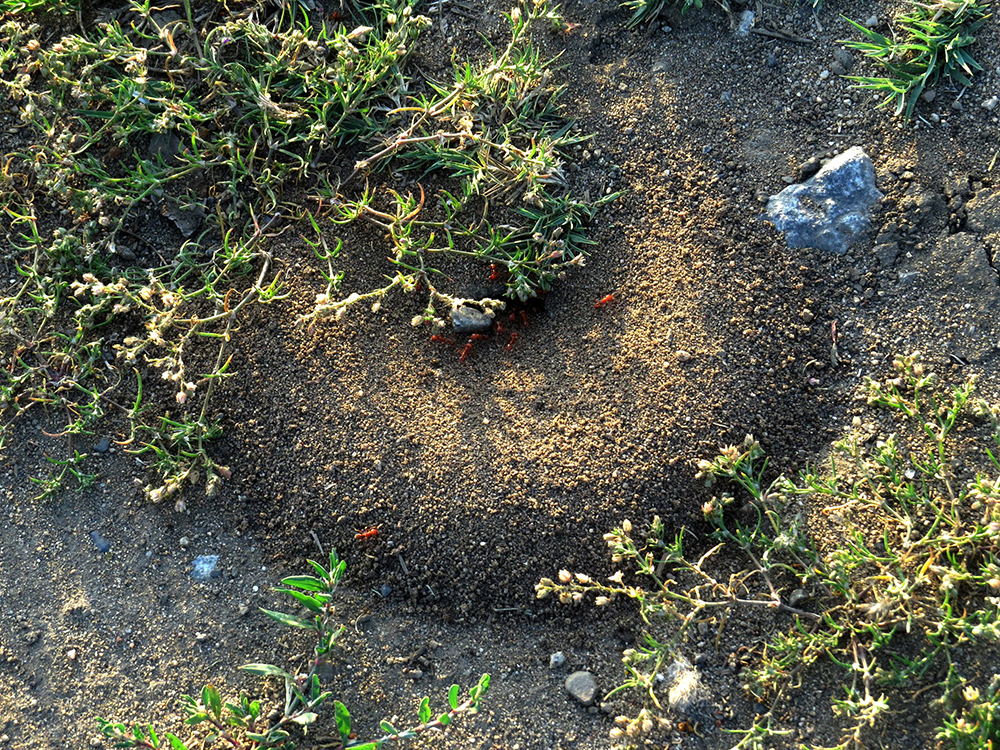 Figure 240—Harvester ants (Pogonomyrmex sp.) carrying seeds to their
nest.