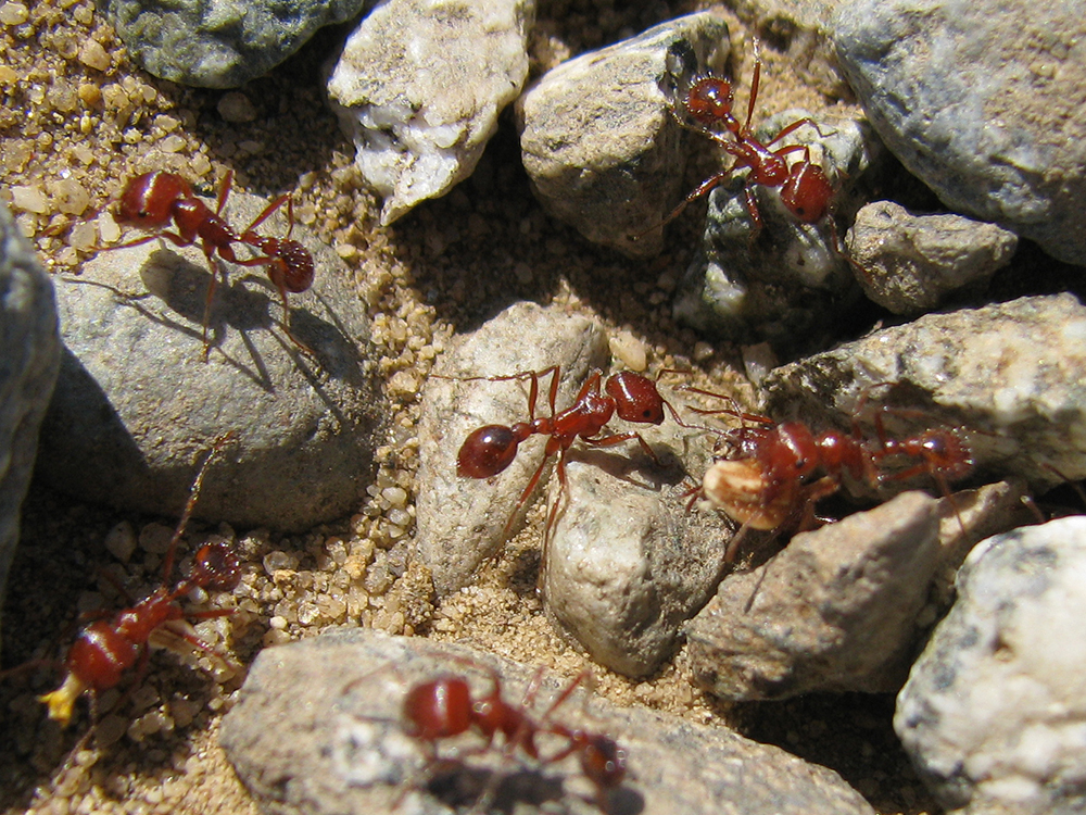 Figure 240—Harvester ants (Pogonomyrmex sp.) carrying seeds to their
nest.