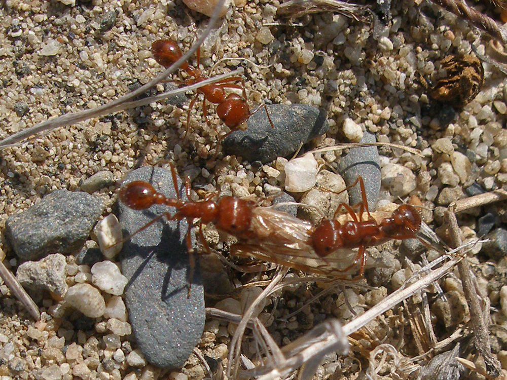 Figure 240—Harvester ants (Pogonomyrmex sp.) carrying seeds to their
nest.