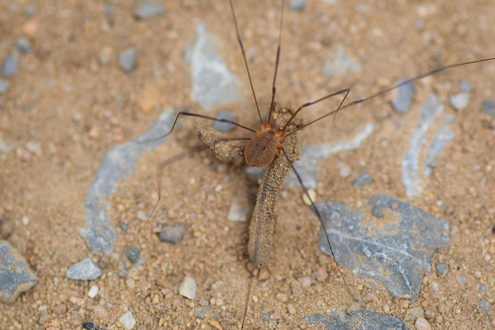 Polished harvestman with long black legs and brown body preying on an earthworm.