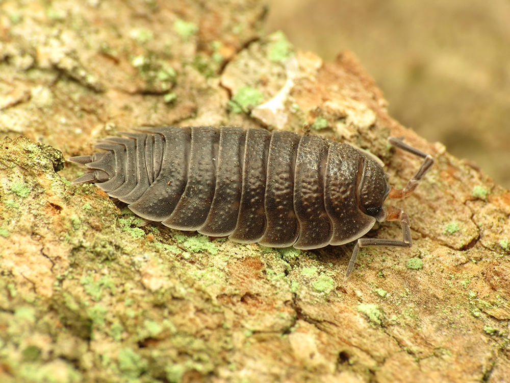 Common rough woodlouse 