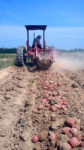 harvesting potatoes