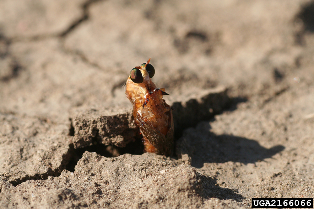 Adult robber fly emerging from pupa underground.