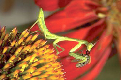 Orthoptera: Mantidae Praying mantid nymph on coneflower eating a fly
