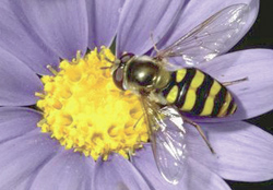 Select flowering plants that attract beneficial insects, such as this adult syrphid fly.
