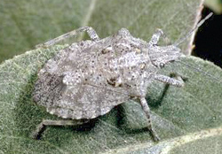Hemiptera: Pentatomidae. Predatory rough-shield stink bug   (Brochymena spp.)