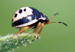 Hemiptera: Pentatomidae Predatory stink bug nymph