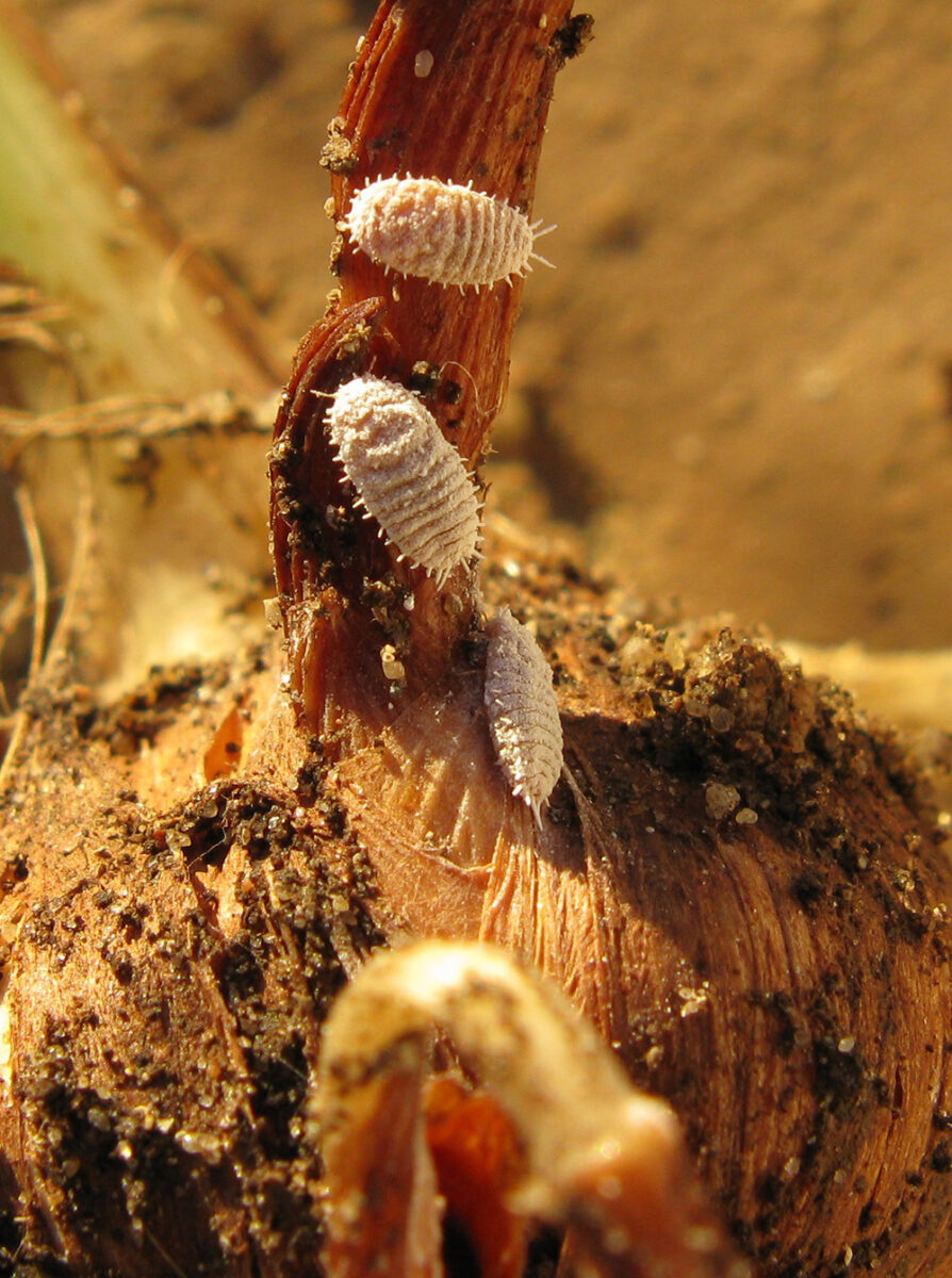 3 white mealybugs crawling on a corn root.