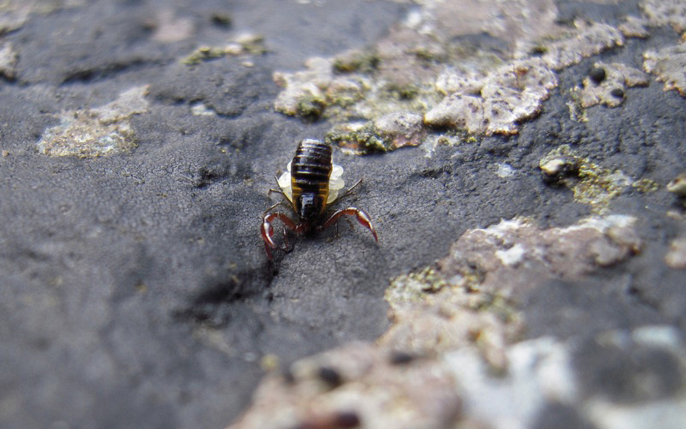 Pseudoscorpion female carrying  white eggs on the underside of its belly.
