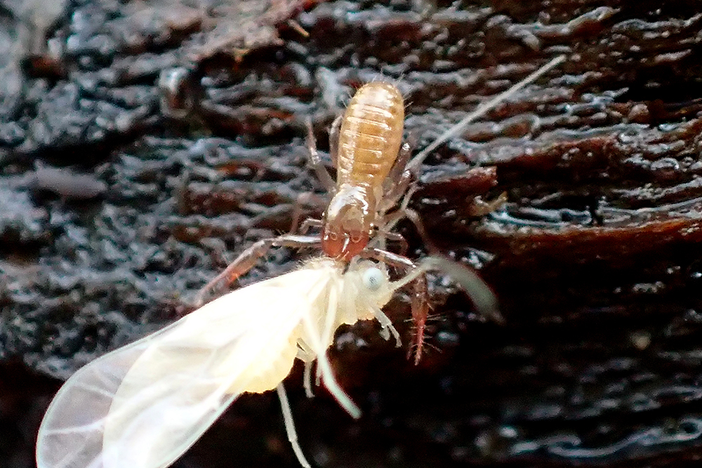 Pseudoscorpion eating white winged psocid prey.