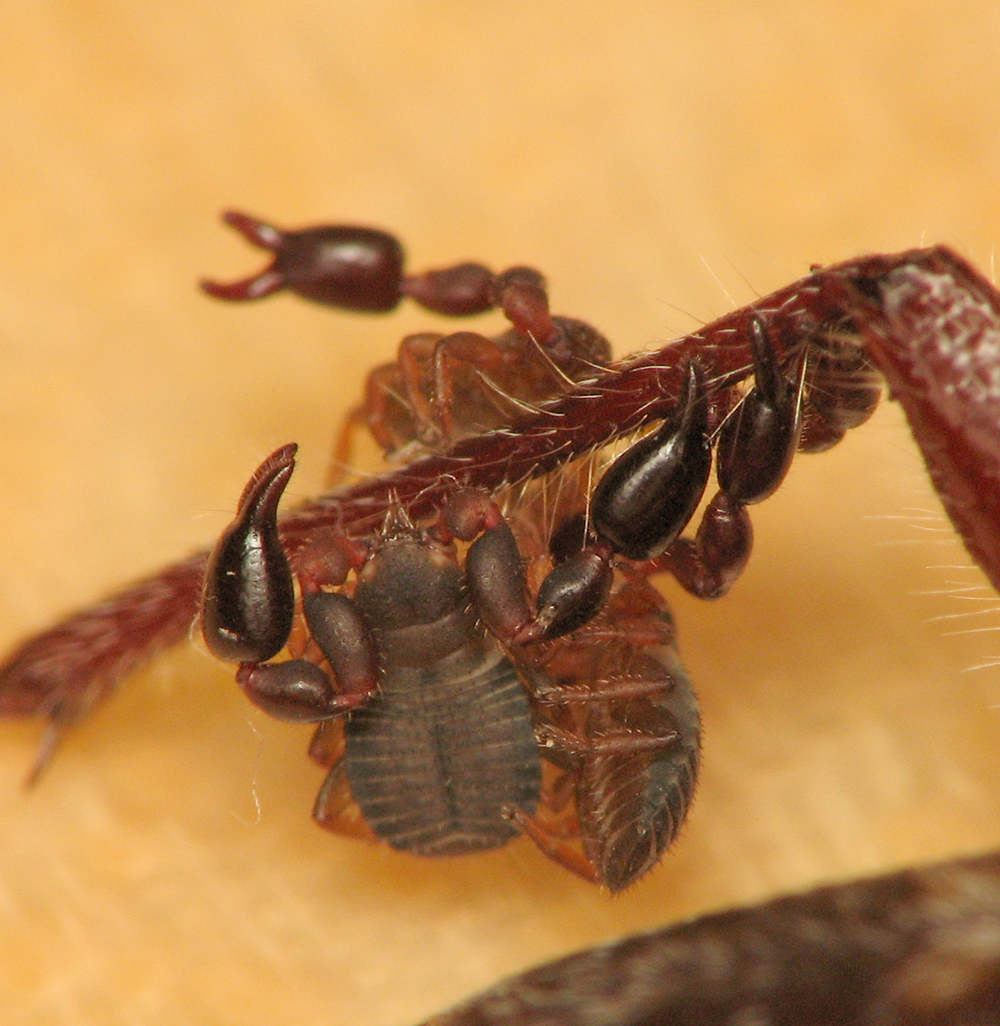Pseudoscorpions catching a ride on a larger insect's leg.