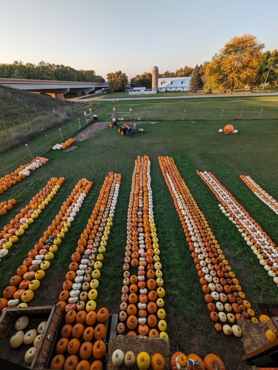 Pumpkins in rows on a farm