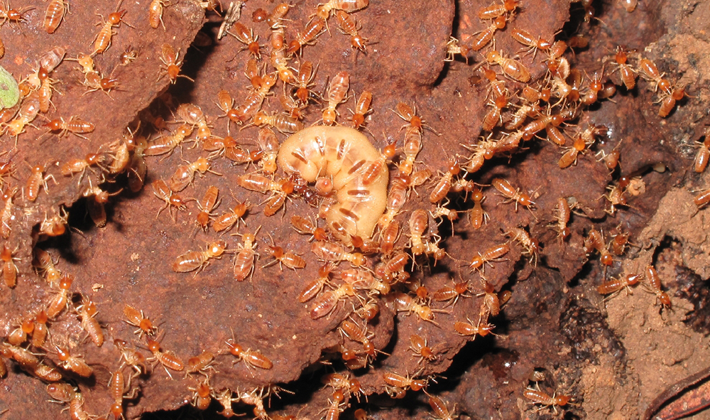 A termite queen (center), surrounded by small red colored workers.