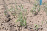 native grasses in rangeland