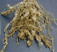 infected cucurbit root with multiple knots