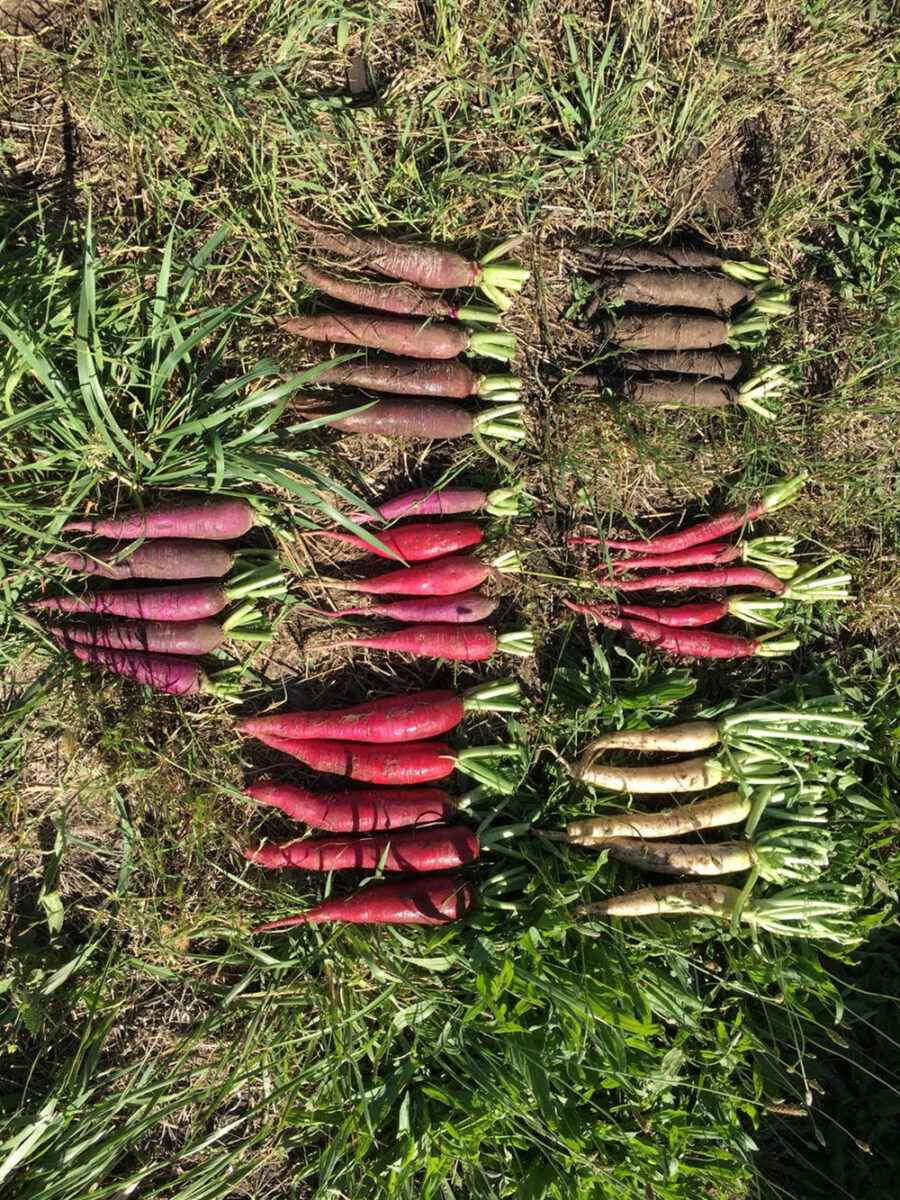 Comparison of radishes