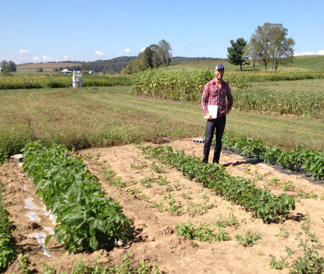 Reflective mulches. Photo credit: Virginia Tech