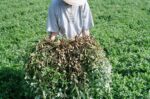 person holding peanut plants