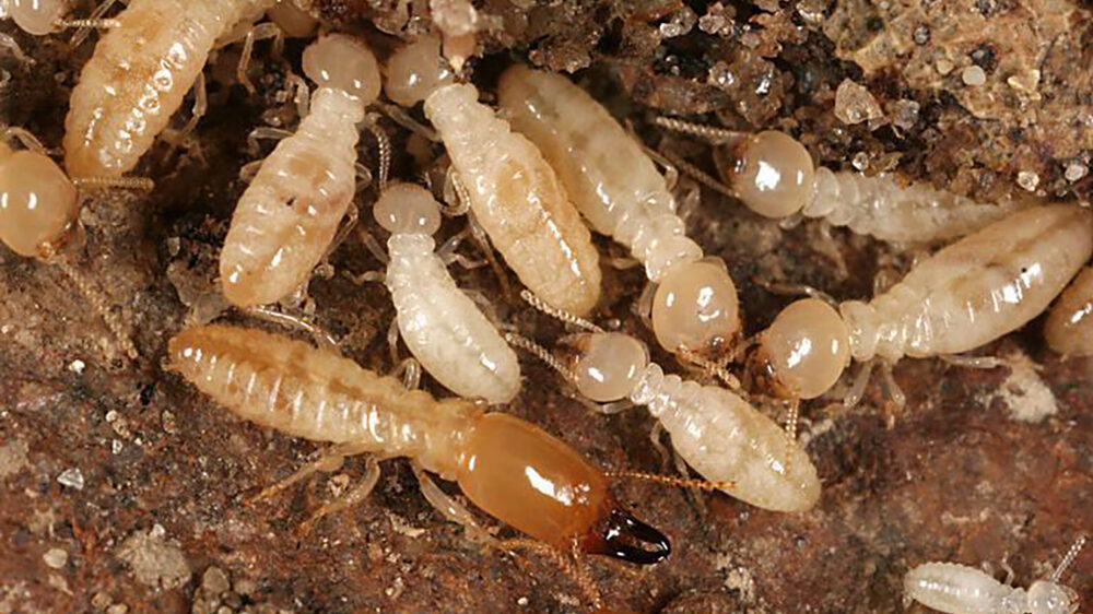 Soldier termite with  workers and 8 light colored nymphs