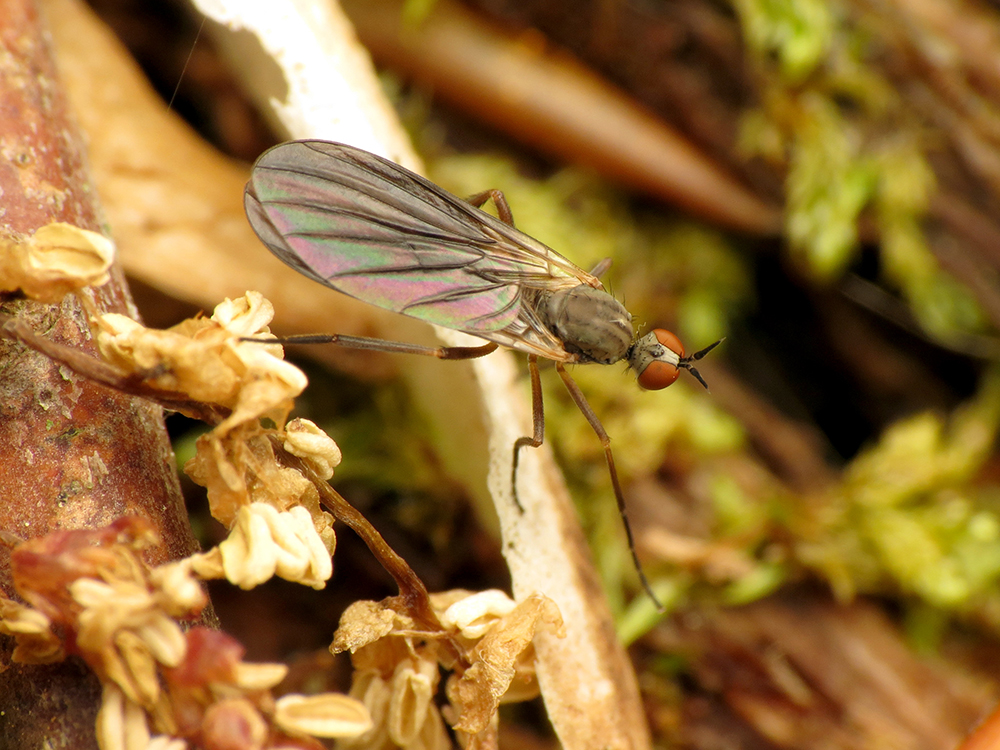 Brown dance fly with long legs and translucent wings