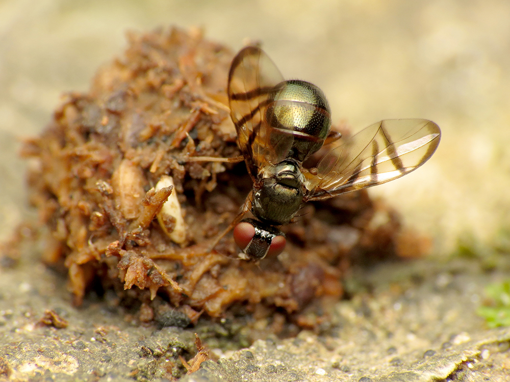 Signal fly adult on decomposing matter.