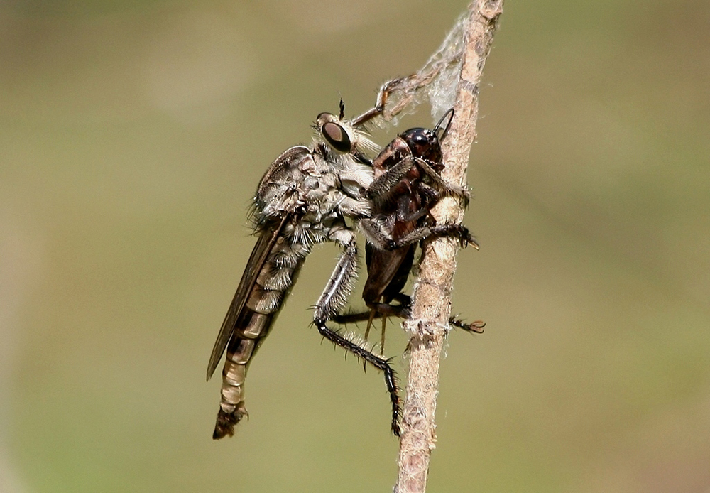 obber fly with cricket prey.