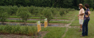 blueberries growing in rows with two people looking over them