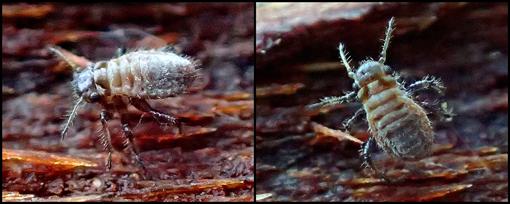 Close up of aphid on root