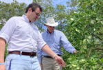 University of Florida researcher and farmer tend to citrus trees