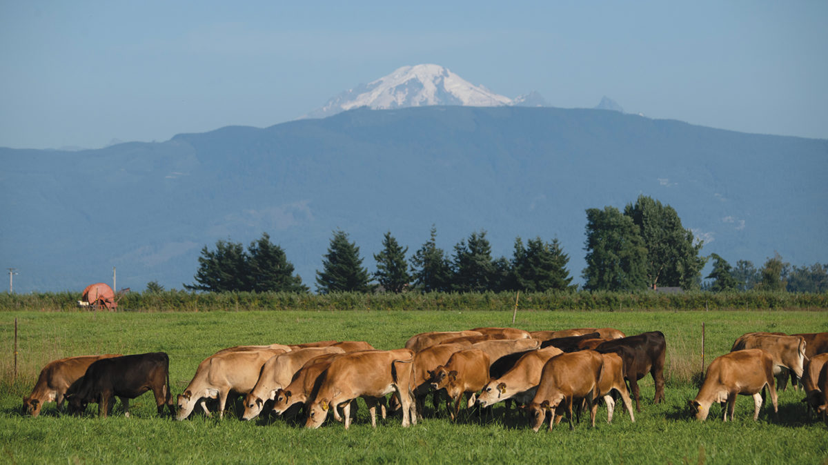 Cows graze in a pasture at Twinbrook Creamery, Lynden, WA