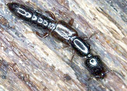Coleoptera: Staphylinidae  Rove Beetle  (Nudobius lentus)