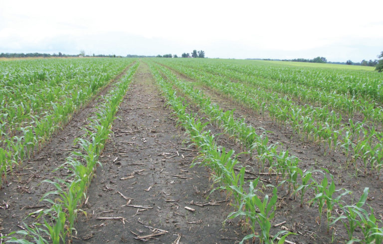 Skip-Row Corn Planting Skip-Row Corn Planting