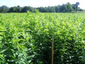 sunn hemp sunn hemp growing in a sunny green field