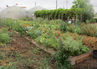 Educational garden at San Antonio Food Bank Educational garden at San Antonio Food Bank