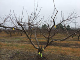 post-pruned peach tree