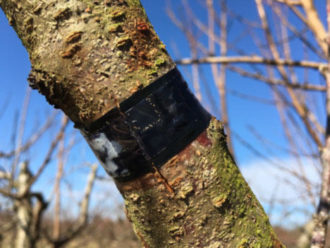 Monitoring scale "crawlers"